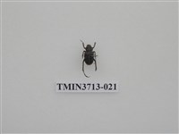 藏品(金龜子科)的圖片